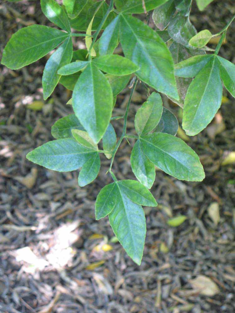              Shade leaves (Riverside, CA)       